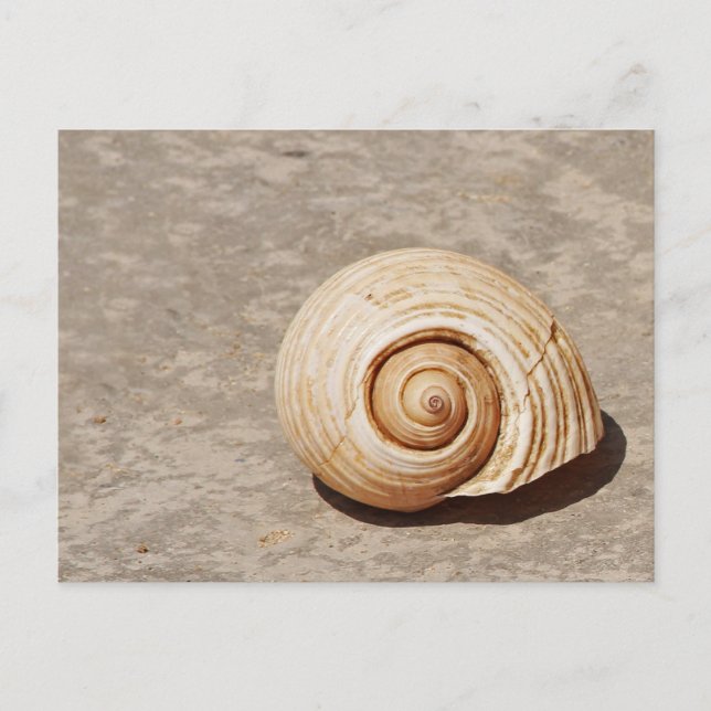SeaShell Postkarte (Vorderseite)