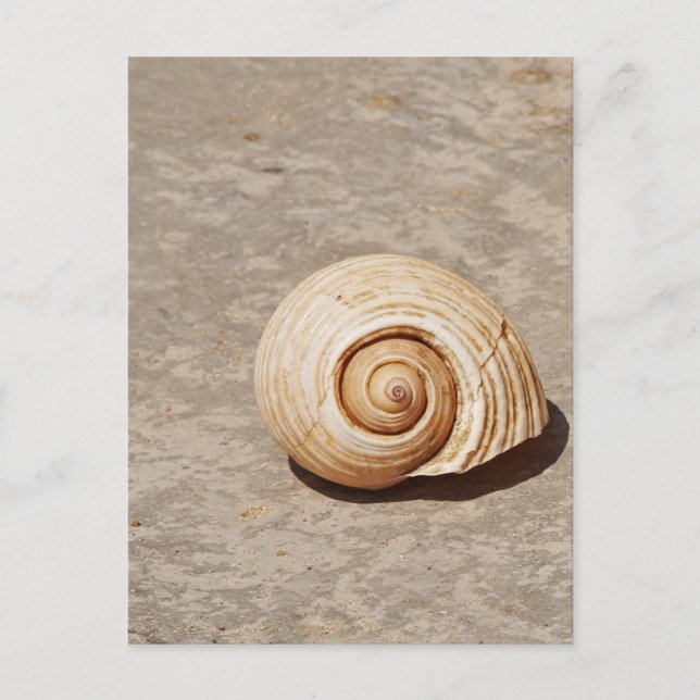 SeaShell Postkarte (Vorderseite)