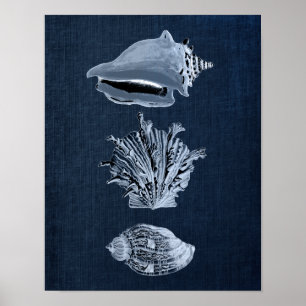 Seashell Print No. 10 Poster