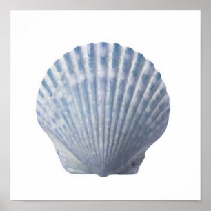 Seashell Print Poster