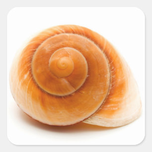 Seashell Quadratischer Aufkleber
