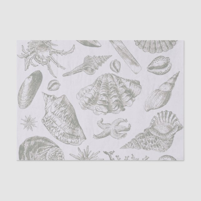 Seashell Soft Antique Art Beach Muscheln Seidenpapier (Vorderseite)