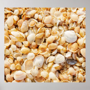 Seashell strukturierte Sommer Strand Hintergrund. Poster