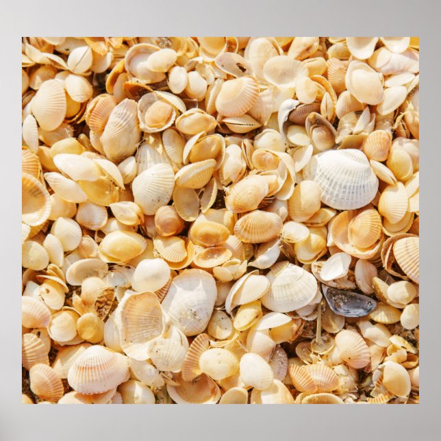 Seashell strukturierte Sommer Strand Hintergrund. Poster (Vorne)