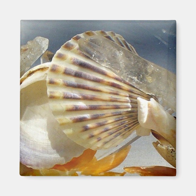 Seashell Sunshine Magnet (Vorne)