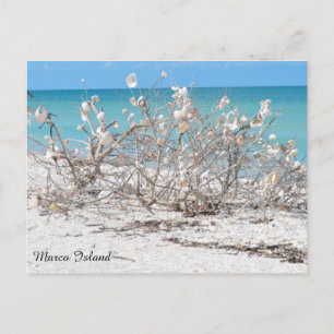 Seashell Tree auf Marco Island Postkarte
