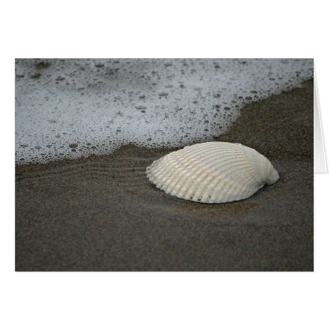 Seashell und Surf (Vorderseite (Horizontal))