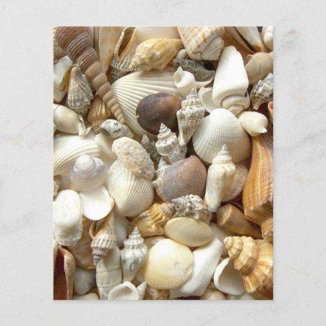 Seashells (Vorderseite)
