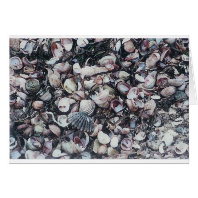 Seashells (Vorderseite (Horizontal))