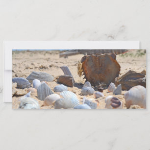 Seashells am Strand von Shirley Taylor