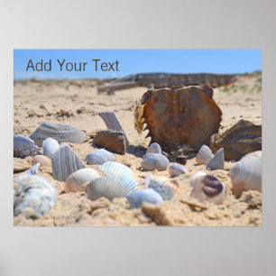 Seashells am Strand von Shirley Taylor Poster