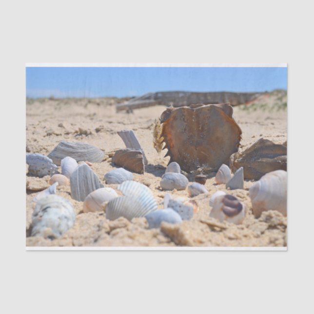 Seashells am Strand von Shirley Taylor Seidenpapier (Vorderseite)