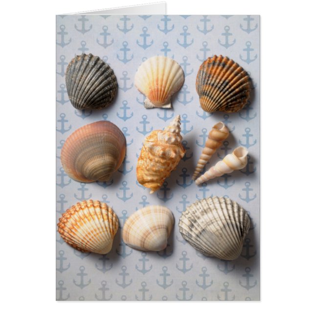 Seashells auf Anker-Hintergrund (Vorne)