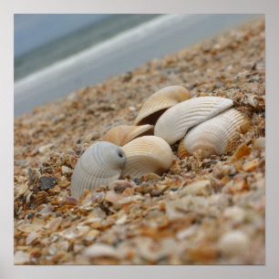 Seashells auf dem Strand-Kunst-Fotografiedruck Poster