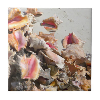 Seashells auf den Türken des Strand-| und dem Fliese