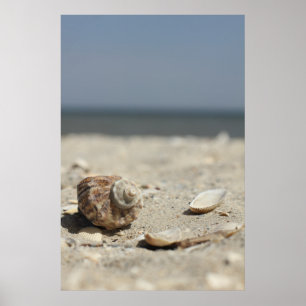 Seashells auf Sand durch das Meer Poster