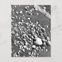 Seashells Beach Black & White Florida Foto