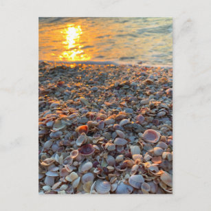 Seashells Beach Sunset Clearwater Florida Foto Postkarte