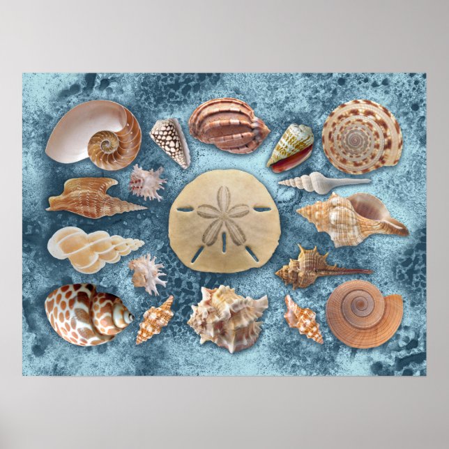 Seashells Collection Poster (Vorne)