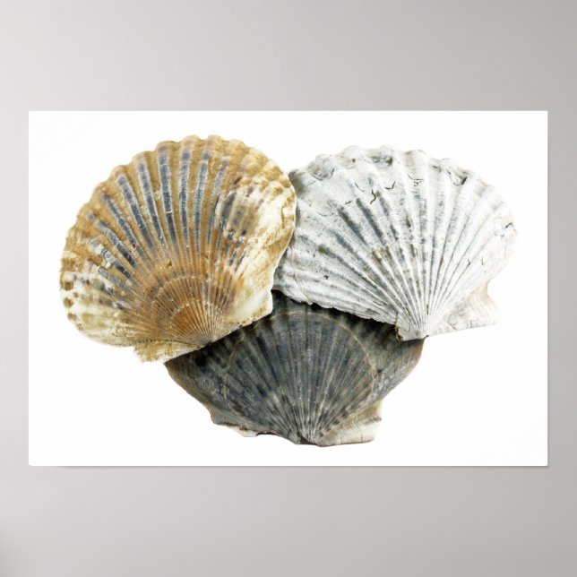 Seashells Fine Art Fotografy Poster (Vorne)