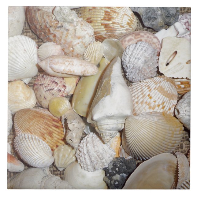 Seashells Fliese (Vorderseite)