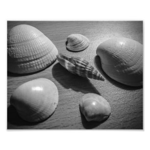 Seashells Fotodruck