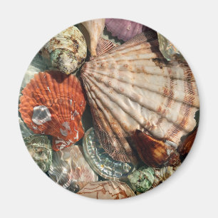 Seashells Magnet