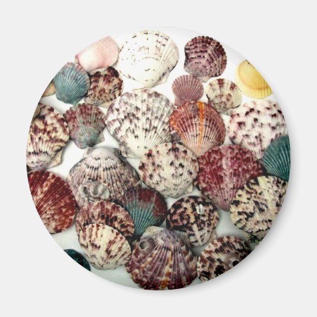 Seashells Magnet (Vorne)