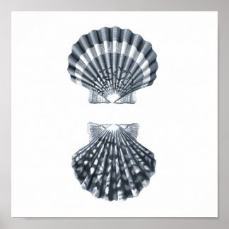 Seashells Meereswelt Group12A print#4 Stranddekora Poster