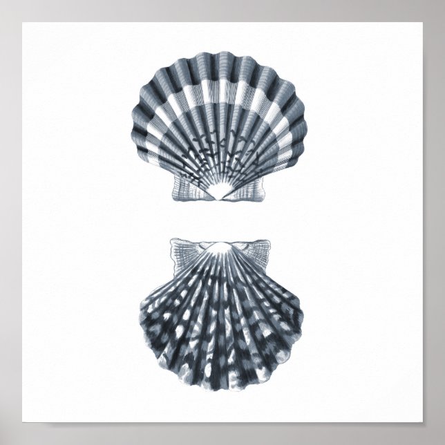 Seashells Meereswelt Group12A print#4 Stranddekora Poster (Vorne)