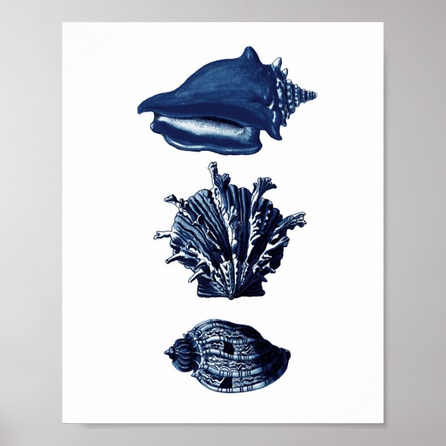 Seashells Navy Blue Decor Poster (Vorne)