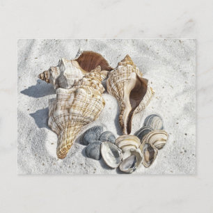 Seashells on the White Sant Beach  Postkarte