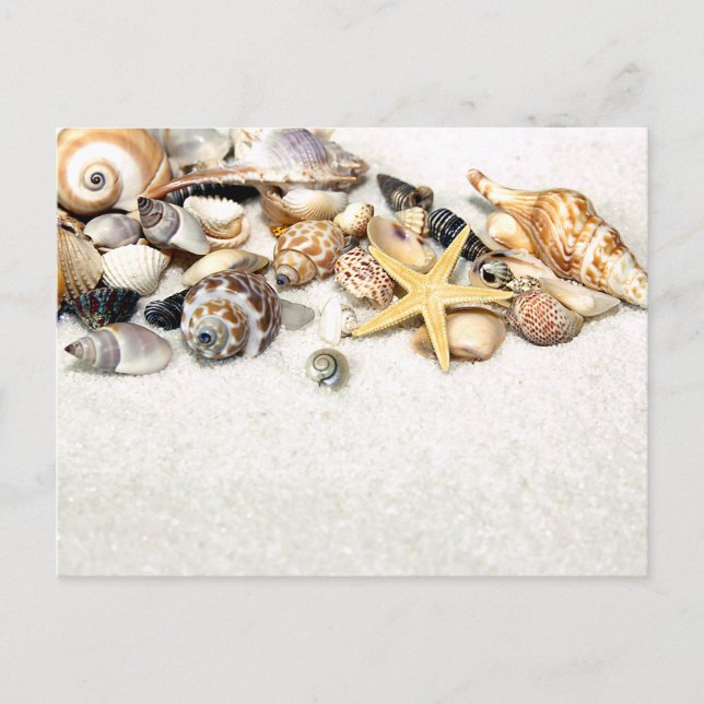 Seashells Postcard Postkarte (Vorderseite)