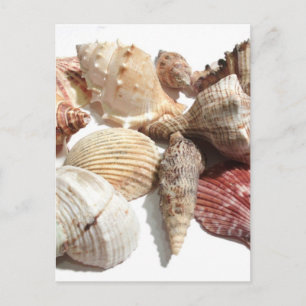 Seashells Postcard Postkarte