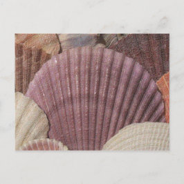 Seashells Postcard Postkarte