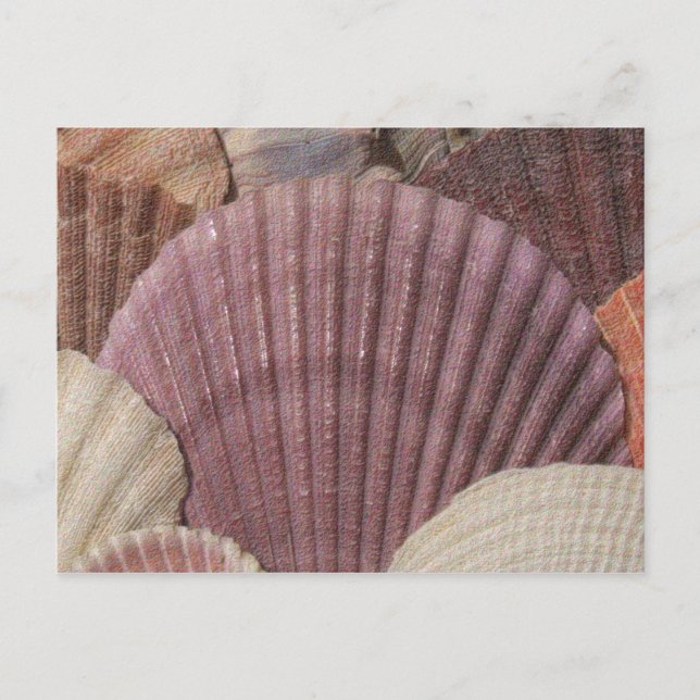Seashells Postcard Postkarte (Vorderseite)