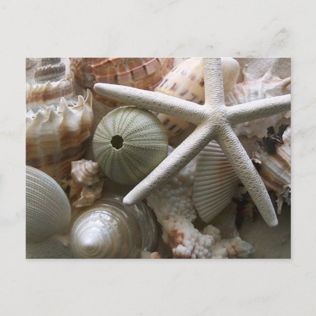 Seashells Postcard Postkarte (Vorderseite)