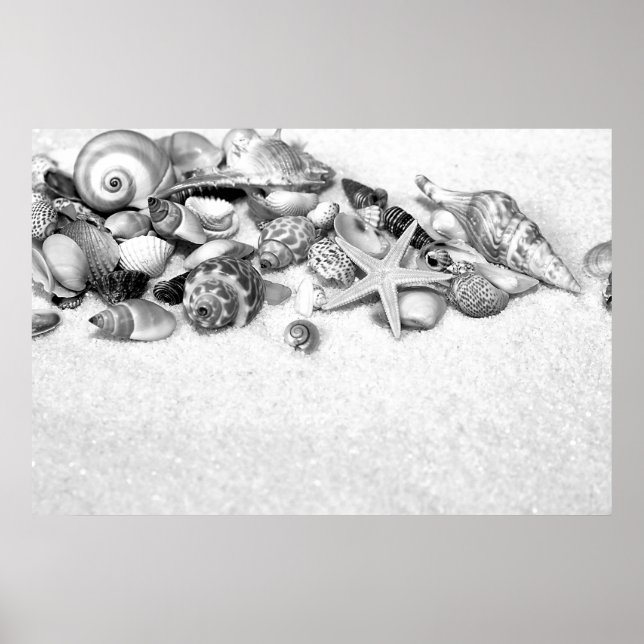 Seashells Poster (Vorne)