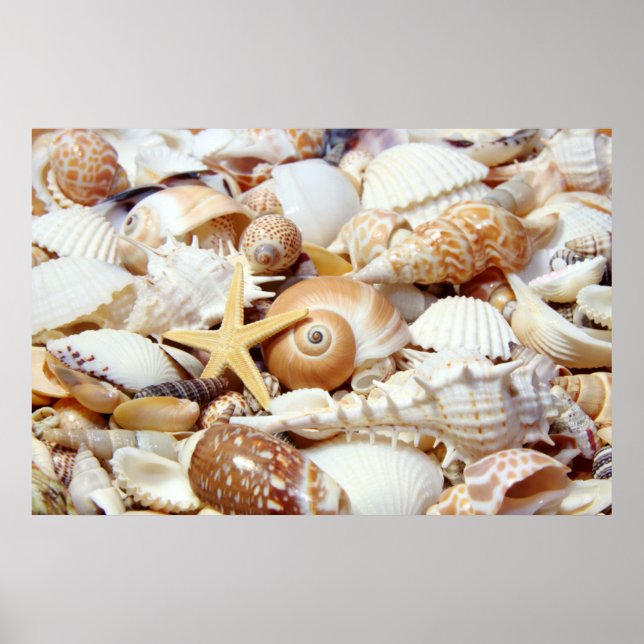 Seashells Poster (Vorne)