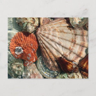 Seashells Postkarte