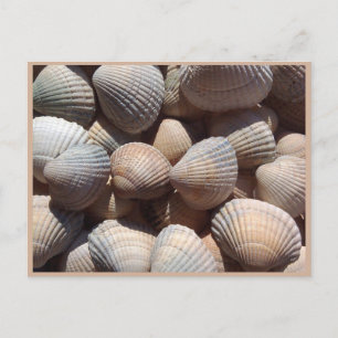 Seashells Postkarte