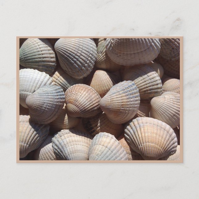 Seashells Postkarte (Vorderseite)