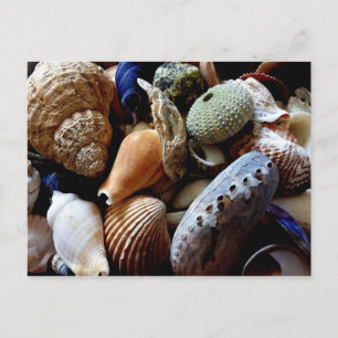 Seashells Postkarte