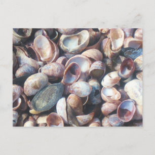 Seashells Postkarte