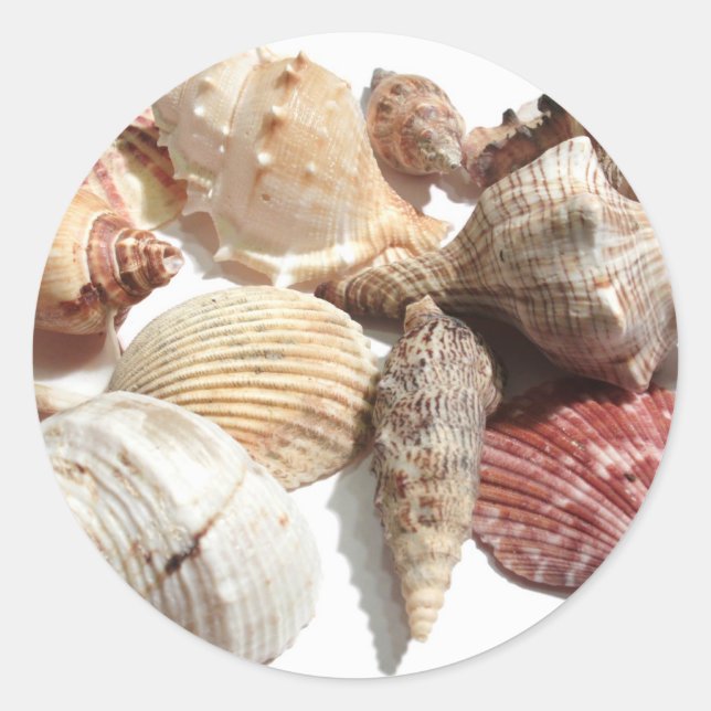 Seashells Runder Aufkleber (Vorderseite)