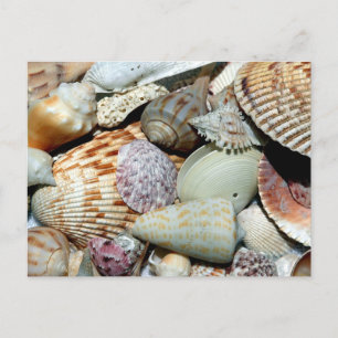 Seashells sammelte sich vom Strand Sanibel Island Postkarte