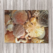 Seashells Sand Dollar Beach Theme