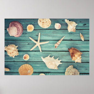 Seashells Selection Poster