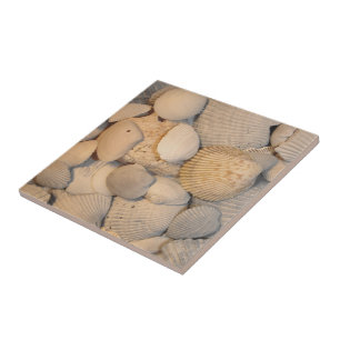 Seashells Tile Fliese
