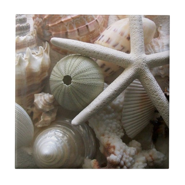 Seashells Tile Fliese (Vorderseite)